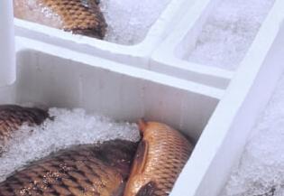 Frozen fish in a truck